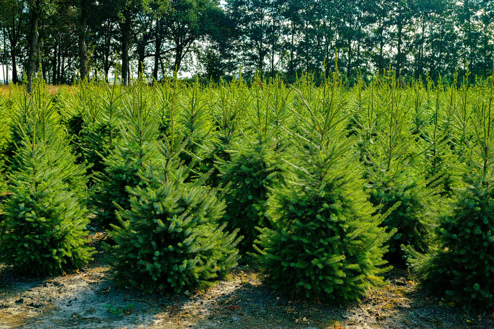 Quelle Est L'empreinte Carbone Dans L'atmosphère D'un Sapin Artificiel